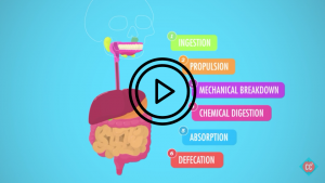 digestion crash course