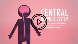 brain spine central nervous system