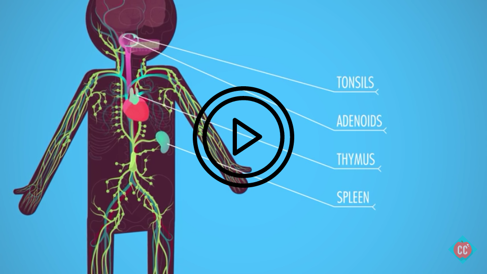 lymphatic system