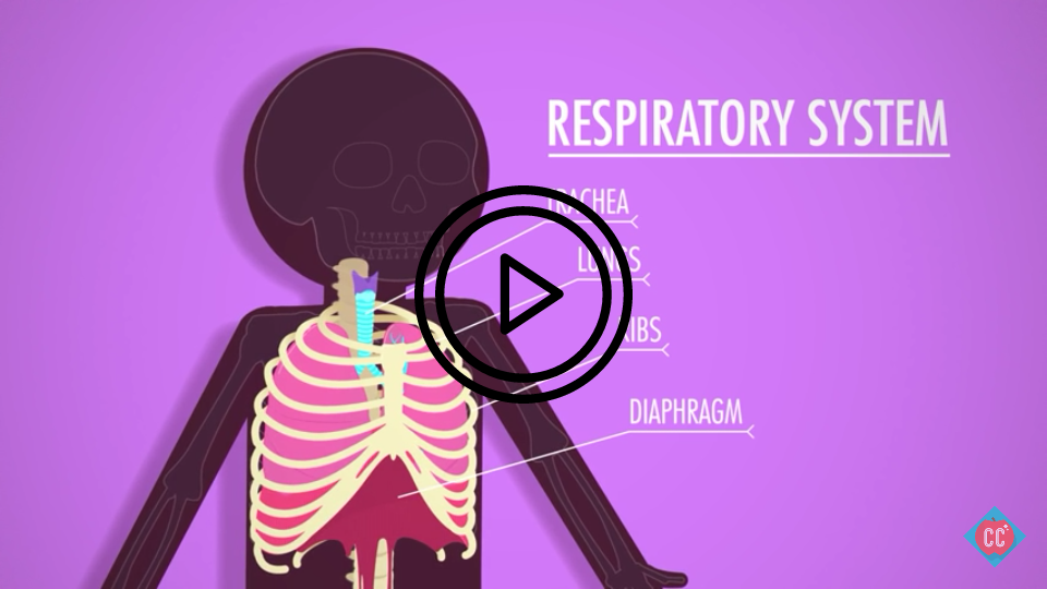respitory lungs