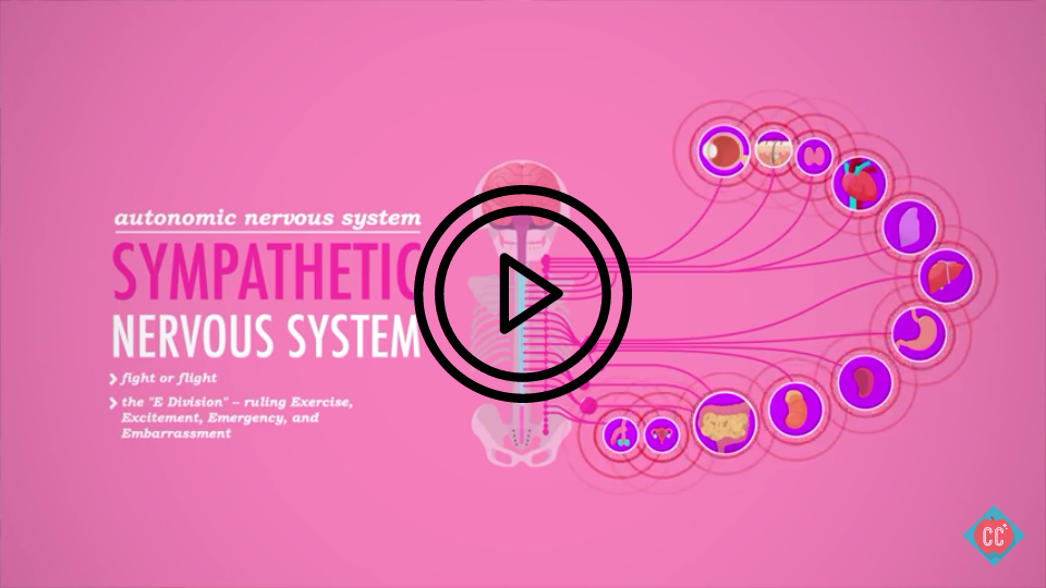 sympathetic nervous system stress fight flight