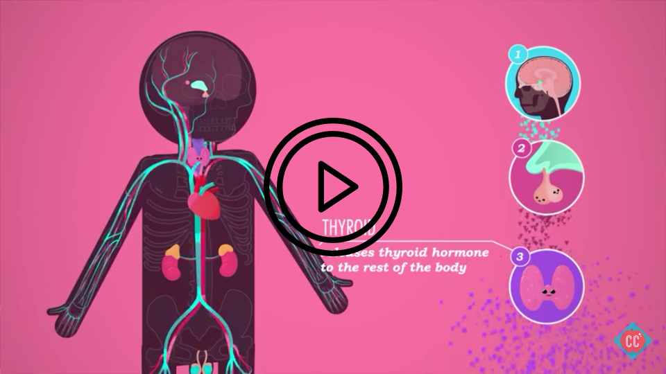 endocrine system thyroid metabolism