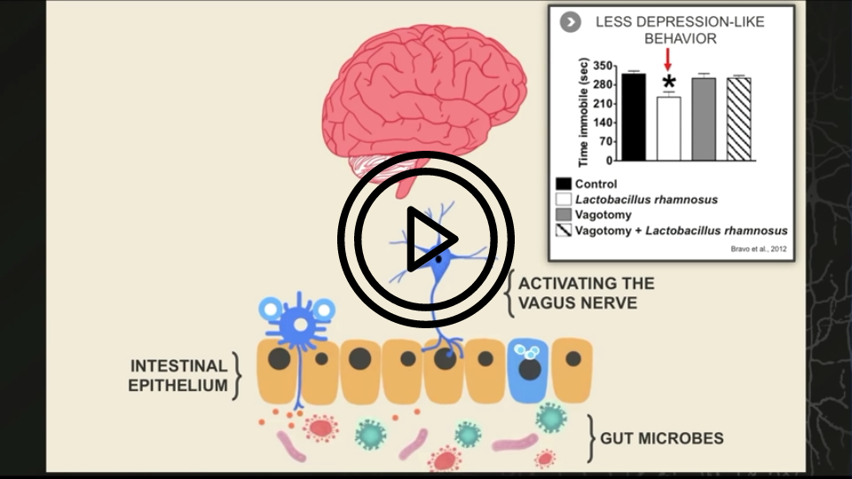 microbiome psychobiotics probiotics